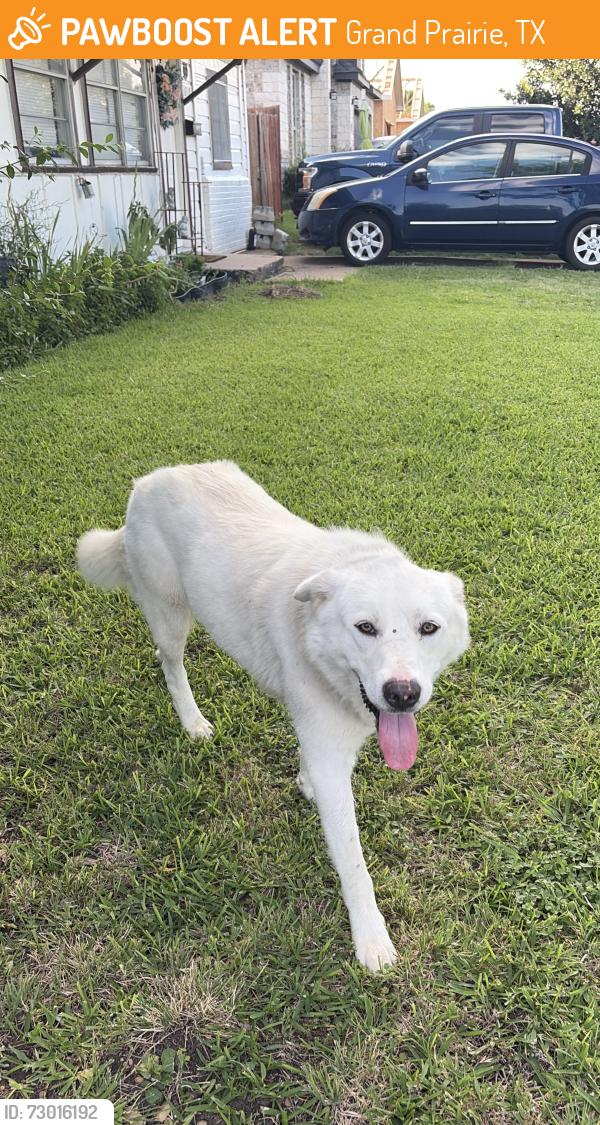 Found/Stray Unknown Dog last seen dillard st in grand prairie , Grand Prairie, TX 75050