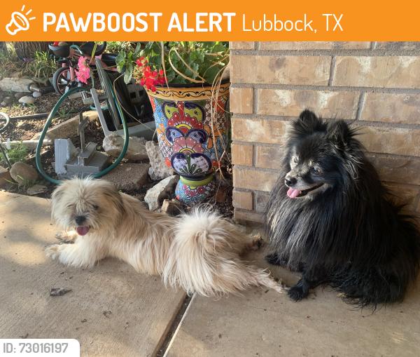 Found/Stray Unknown Dog last seen 82nd and University near Strong Park, Lubbock, TX 79423