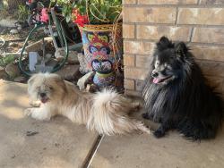 Found/Stray Unknown Dog last seen 82nd and University near Strong Park, Lubbock, TX 79423