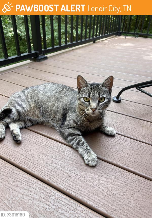 Found/Stray Female Cat last seen Avalon subdivision, Lenoir City, TN 37772