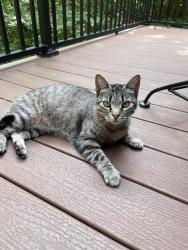 Found/Stray Female Cat last seen Avalon subdivision, Lenoir City, TN 37772