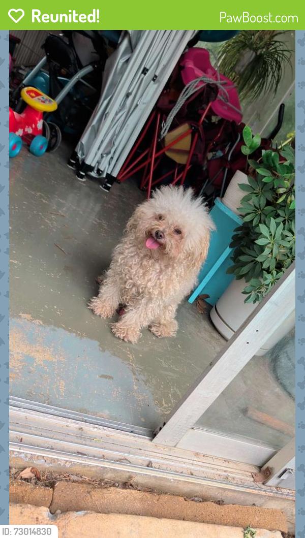 Reunited Male Dog last seen Zinnia, Killeen, TX 76542