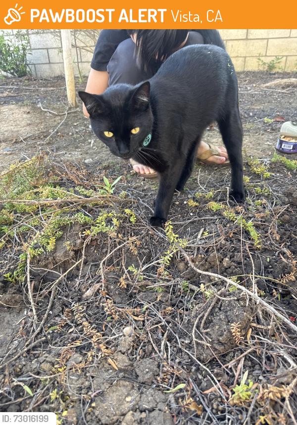 Found/Stray Female Cat last seen Edgehill road, Vista, CA 92084