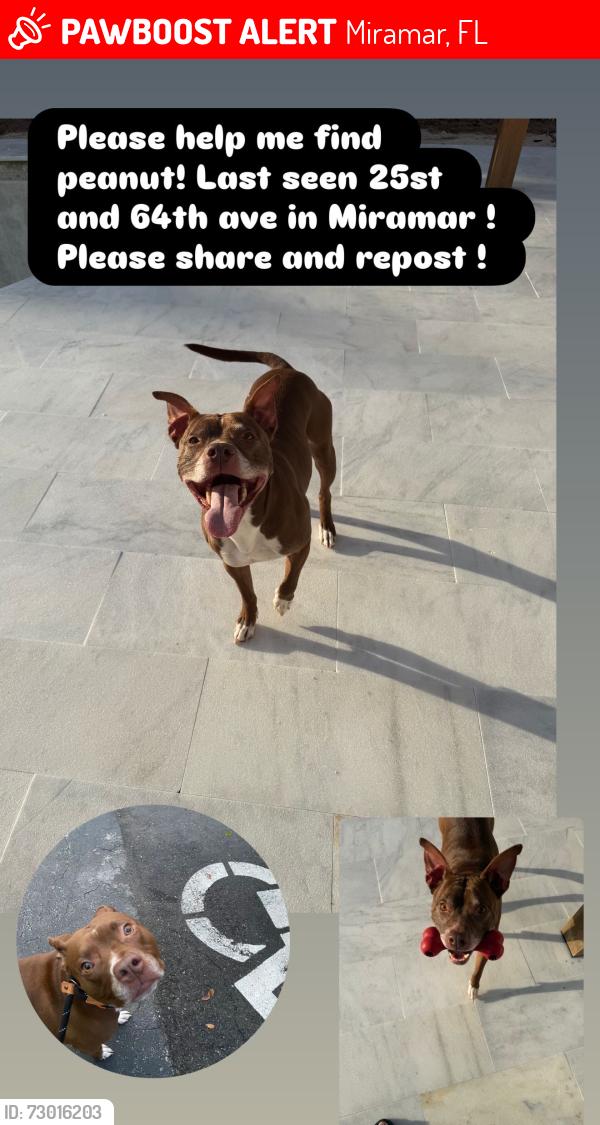 Lost Male Dog last seen Miramar elementary , Miramar, FL 33023