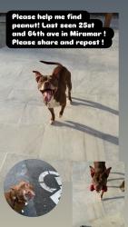 Reunited Male Dog last seen Miramar elementary , Miramar, FL 33023