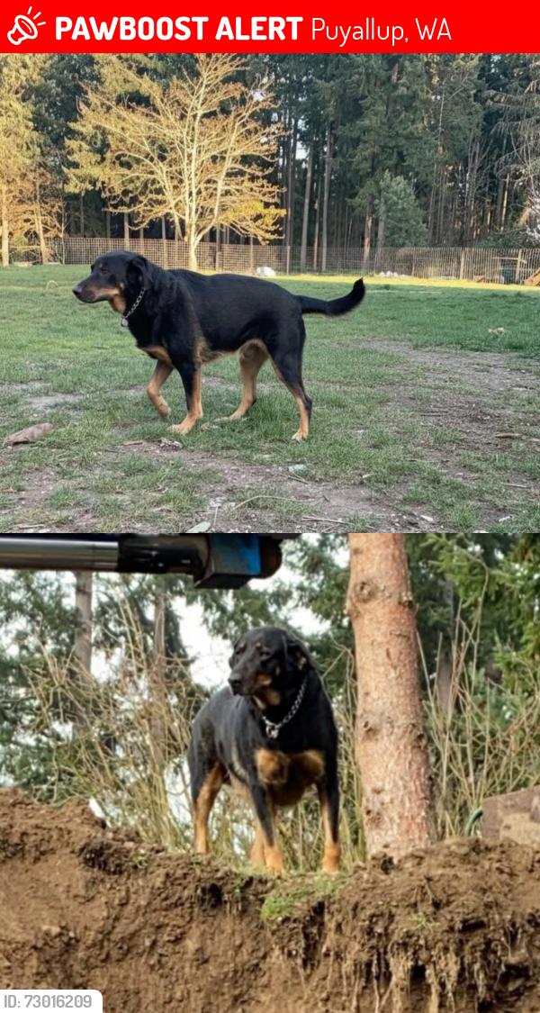 Lost Male Dog last seen Canyon rd and 72nd, Puyallup, WA 98371