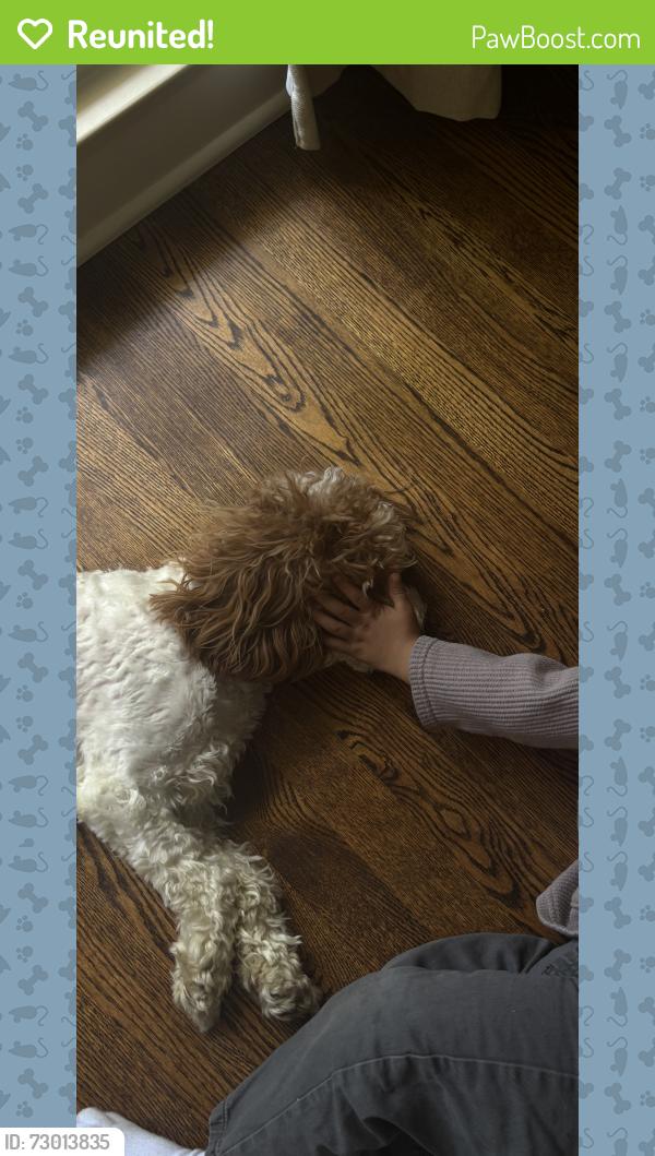 Reunited Male Dog last seen Yellow creek, Akron, OH 44333