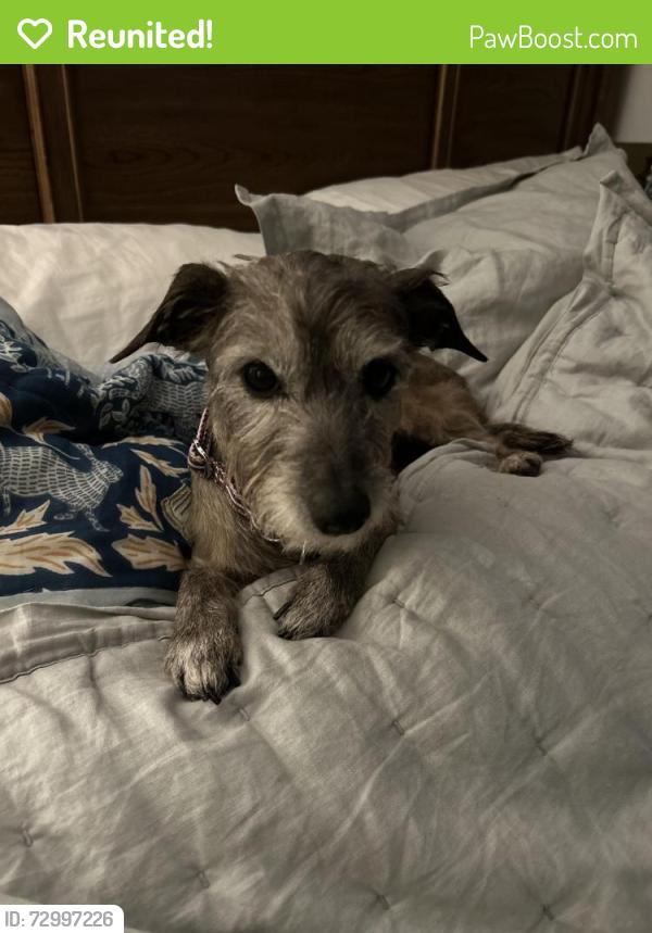 Reunited Female Dog last seen JT Stevens Elementary , Fort Worth, TX 76133
