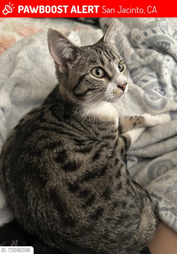 Lost Female Cat last seen Near e main street san jacinto california, San Jacinto, CA 92583