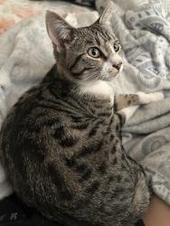 Lost Female Cat last seen Near e main street san jacinto california, San Jacinto, CA 92583