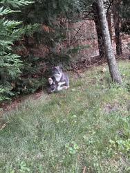Found/Stray Male Cat last seen In my backyard, Merrick, NY 11566