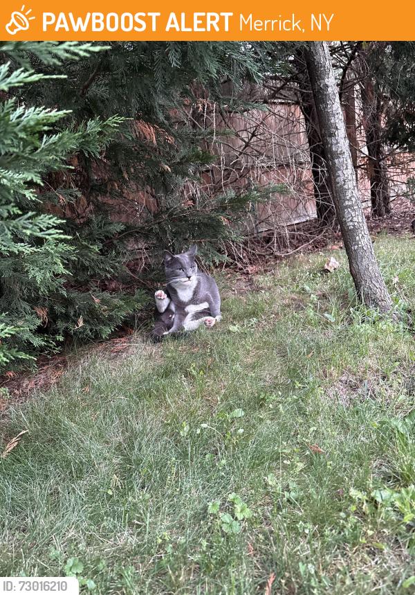 Found/Stray Male Cat last seen In my backyard, Merrick, NY 11566