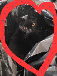 Lost Male Cat last seen Pennsylvania ave!! & Robinson ave!! & Vermont st!!, San Diego, CA 92103