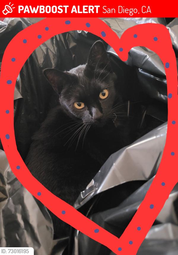 Lost Male Cat last seen Pennsylvania ave!! & Robinson ave!! & Vermont st!!, San Diego, CA 92103