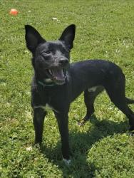 Shelter Stray Male Dog last seen ST PETERS, 4850 Mid Rivers Mall Dr, St Peters, MO 63376, USA