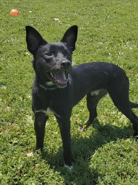 Shelter Stray Male Dog last seen ST PETERS, 4850 Mid Rivers Mall Dr, St Peters, MO 63376, USA