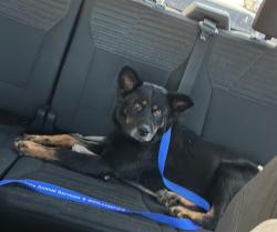 Shelter Stray Male Dog last seen BERRY ST AND CABERNET WAY, 130 Beyer Way, Chula Vista, CA 91911, USA