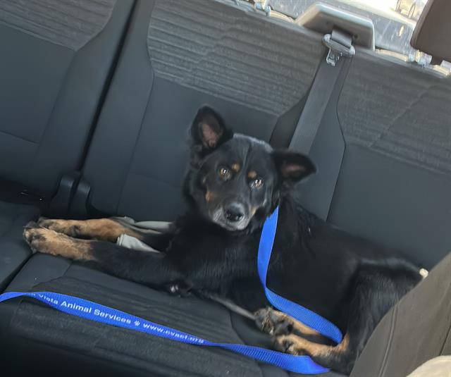 Shelter Stray Male Dog last seen BERRY ST AND CABERNET WAY, 130 Beyer Way, Chula Vista, CA 91911, USA