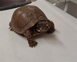 Shelter Stray Female Reptile last seen 5TH AVE AND L ST, 130 Beyer Way, Chula Vista, CA 91911, USA