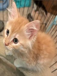 Shelter Stray Female Cat last seen STOCKTON BLVD & BROADWAY, 2127 Front St, Sacramento, CA 95818, USA