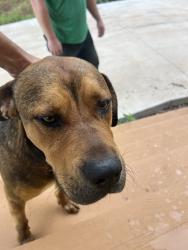 Found/Stray Male Dog last seen I-35 service road & Wilshire Blvd, Oklahoma City, OK 73121