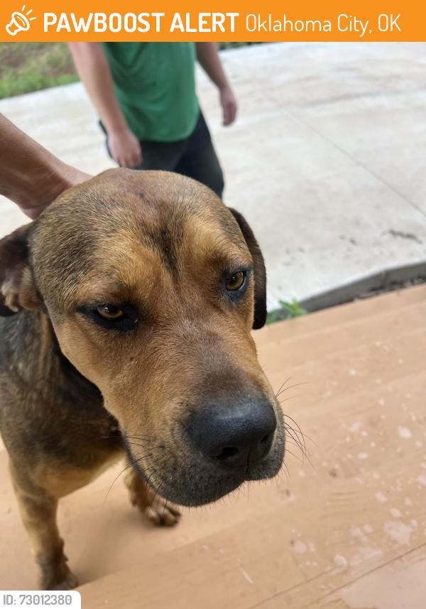 Found/Stray Male Dog last seen I-35 service road & Wilshire Blvd, Oklahoma City, OK 73121