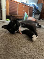 Lost Female Cat last seen Fountain of life center , Burlington County, NJ 08505