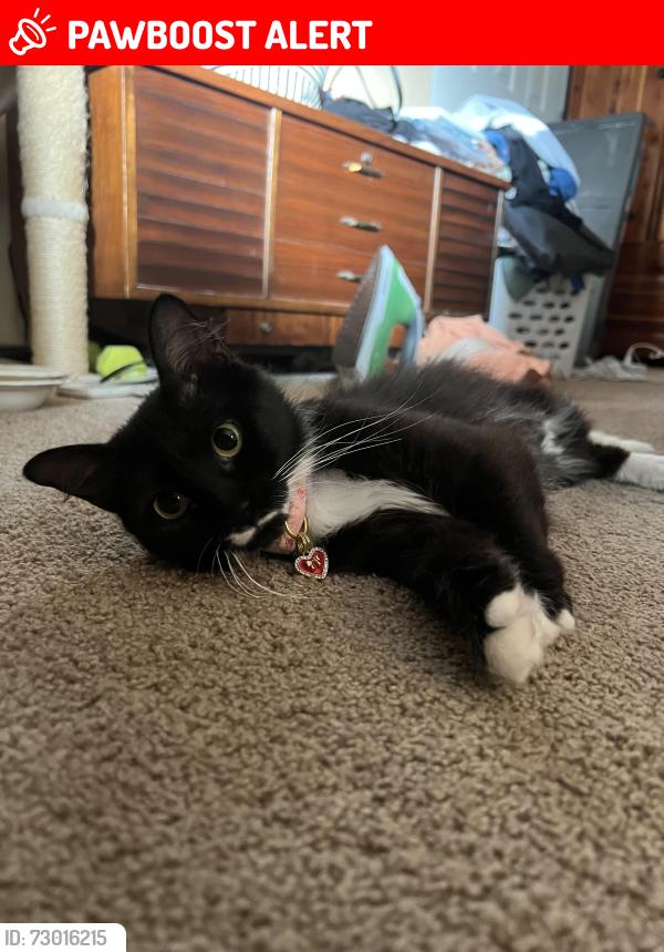 Lost Female Cat last seen Fountain of life center , Burlington County, NJ 08505