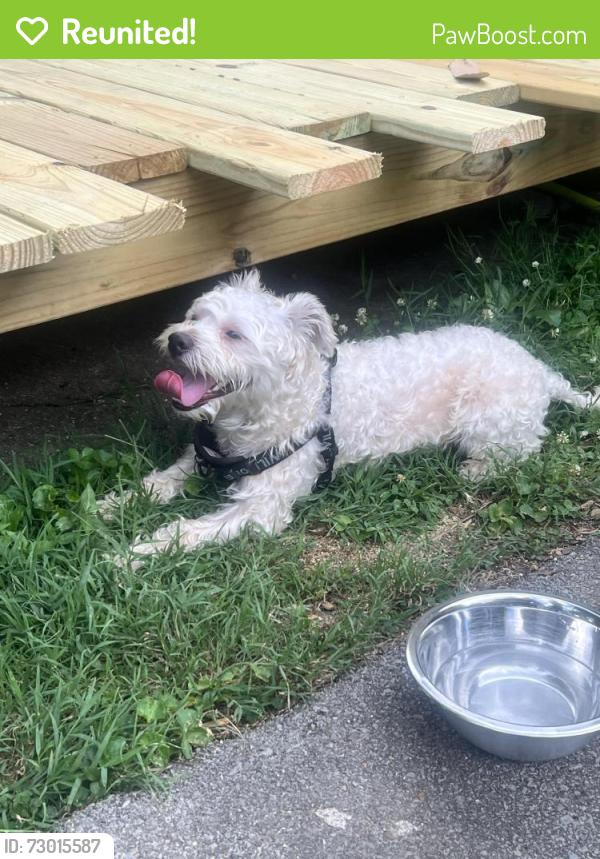Reunited Male Dog last seen Andrew Jackson and Lebanon Pike , Nashville, TN 37076