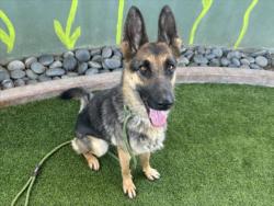Shelter Stray Female Dog last seen , 14409 Vanowen St, Van Nuys, CA 91405, USA