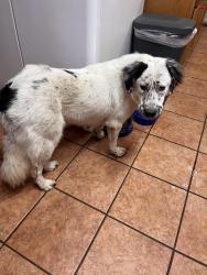 Found/Stray Male Dog last seen Seguin Rest stop off I-10, Seguin, TX 78155