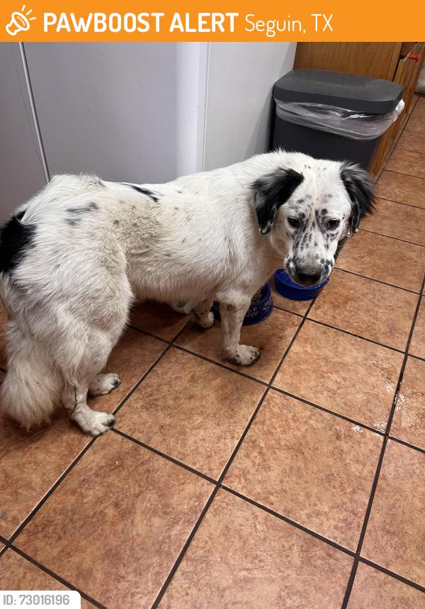 Found/Stray Male Dog last seen Seguin Rest stop off I-10, Seguin, TX 78155
