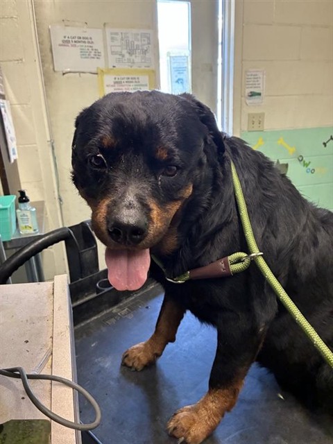 Shelter Stray Female Dog last seen ACACIA AVE & BRANCH ST, 2127 Front St, Sacramento, CA 95818, USA