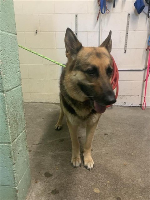 Shelter Stray Female Dog last seen NATOMAS PARK DR & CAPITAL PARK DR, 2127 Front St, Sacramento, CA 95818, USA