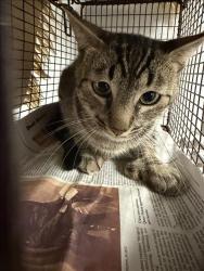 Shelter Stray Male Cat last seen , 14409 Vanowen St, Van Nuys, CA 91405, USA