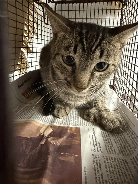 Shelter Stray Male Cat last seen , 14409 Vanowen St, Van Nuys, CA 91405, USA