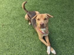 Shelter Stray Male Dog last seen , 14409 Vanowen St, Van Nuys, CA 91405, USA