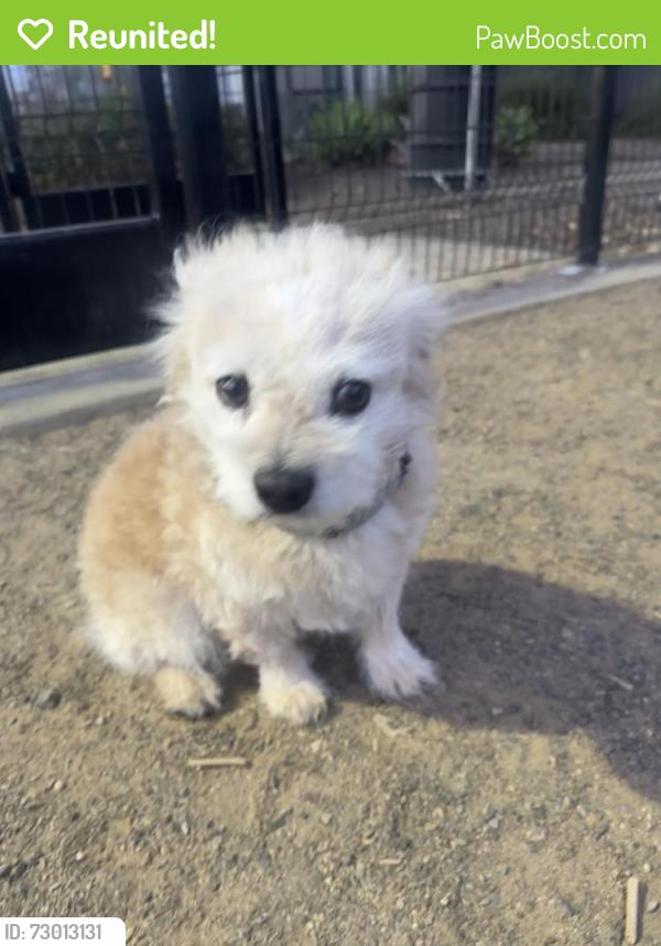 Reunited Male Dog last seen I street and Cucamonga Ave, Ontario, CA 91764