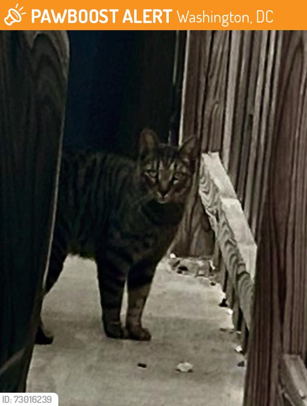 Found/Stray Unknown Cat last seen 13th and upshur sts NW, Washington, DC 20011