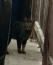 Found/Stray Unknown Cat last seen 13th and upshur sts NW, Washington, DC 20011