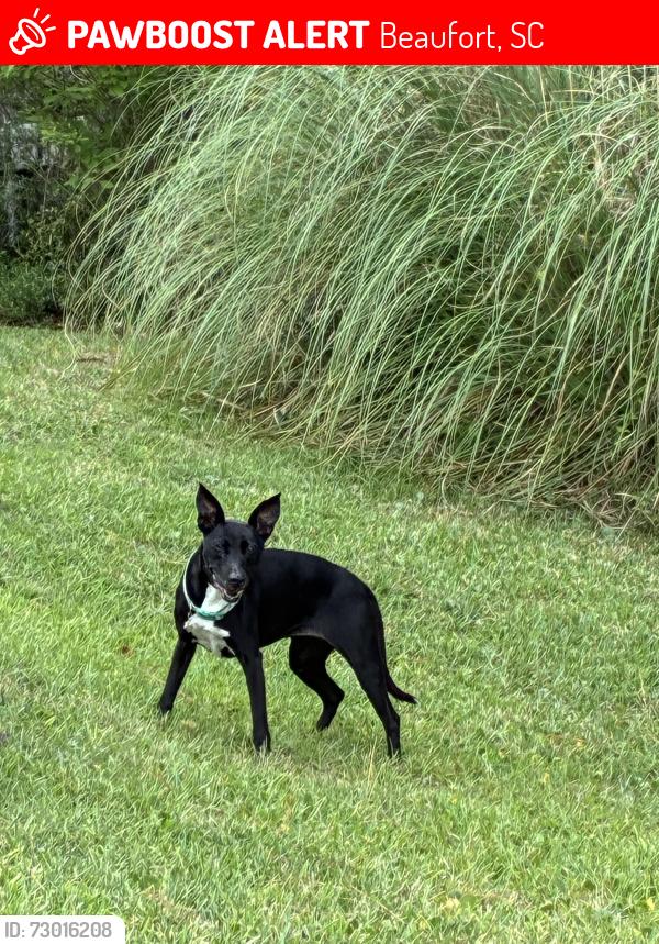 Lost Female Dog last seen Lucy Creek Drive / Hewlett Rd / Sam’s Point Rd. , Beaufort, SC 29907