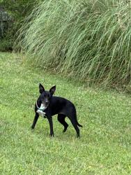 Lost Female Dog last seen Lucy Creek Drive / Hewlett Rd / Sam’s Point Rd. , Beaufort, SC 29907