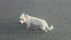 Found/Stray Female Dog last seen Sycamore way and Silverberry Avenue, Orange Park, FL 32073