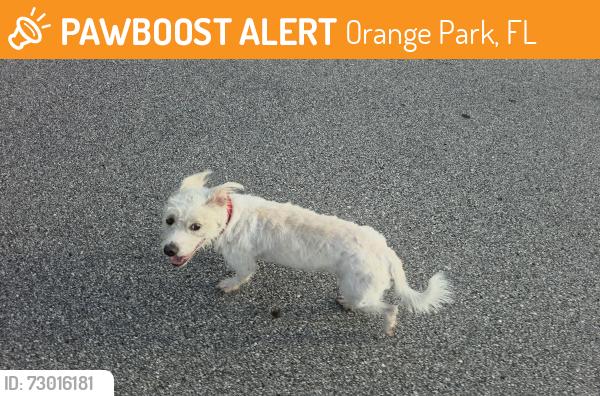 Found/Stray Female Dog last seen Sycamore way and Silverberry Avenue, Orange Park, FL 32073