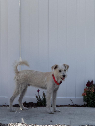 Found/Stray Male Dog last seen Santa Ana Ave & Cypress Ave, Fontana, CA 92337