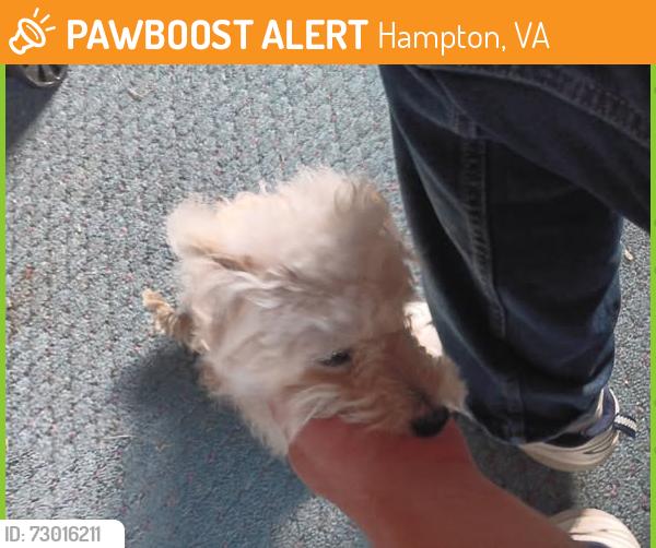 Found/Stray Unknown Dog last seen Thomas Nelson Dr, Hampton VA 23666, Hampton, VA 23666
