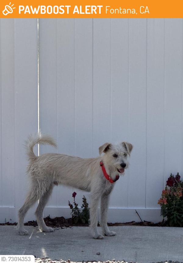 Found/Stray Male Dog last seen Santa Ana Ave & Cypress Ave, Fontana, CA 92337