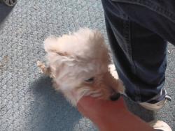 Found/Stray Unknown Dog last seen Thomas Nelson Dr, Hampton VA 23666, Hampton, VA 23666