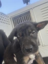 Shelter Stray Male Dog last seen Near BLOCK S UNION AVE, BAKERSFIELD CA 93307, 3951 Fruitvale Ave, Bakersfield, CA 93308, USA