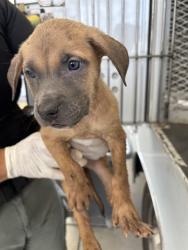 Shelter Stray Female Dog last seen Near BLOCK S UNION AVE, BAKERSFIELD CA 93307, 3951 Fruitvale Ave, Bakersfield, CA 93308, USA